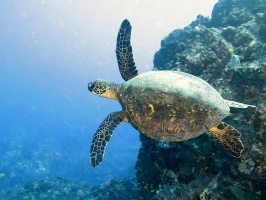 27 Green Sea Turtle IMG 2302